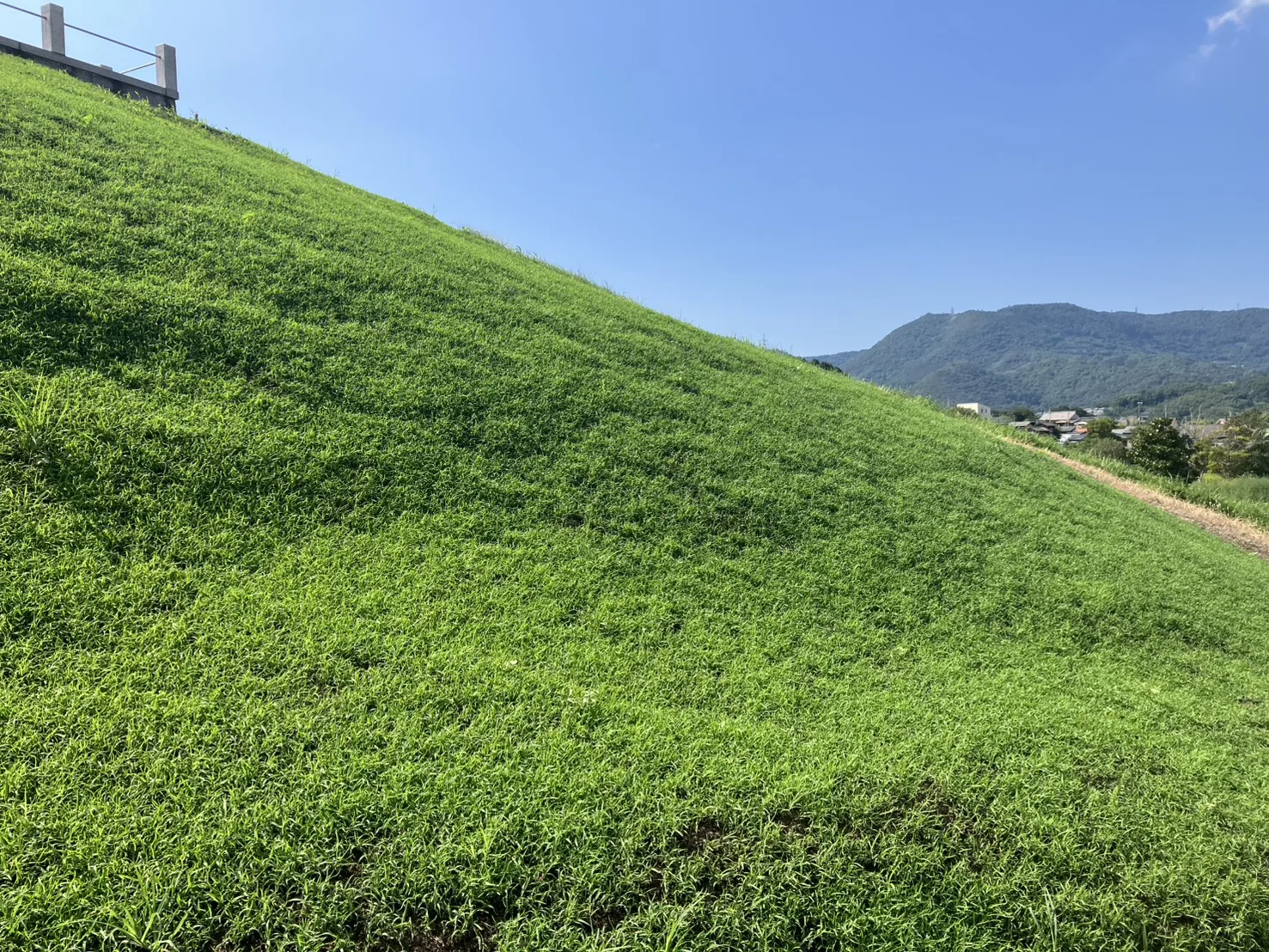 堤防法面の緑化